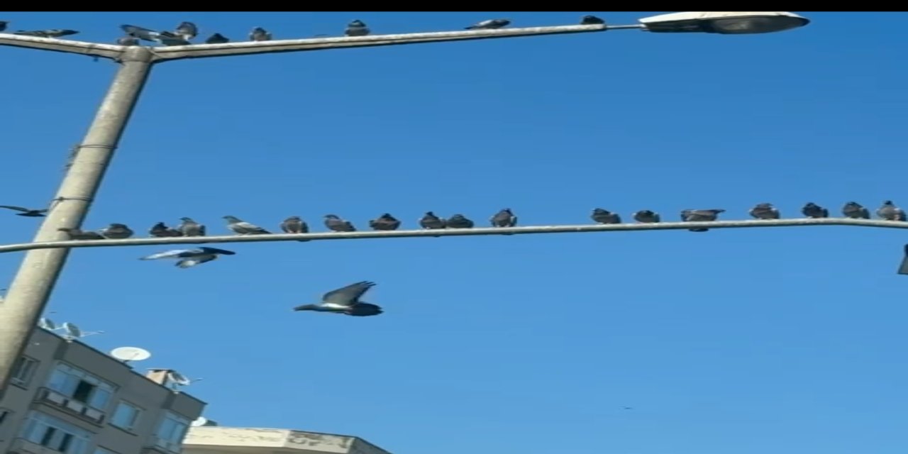 İdil'de Kuşların Trafik Işığı Mesaisi Sürücülerin İlgisini Çekti