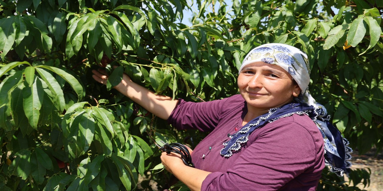 Şeftali Hasadı Başladı, Don Vuran Bahçelerde Rekolte Düştü