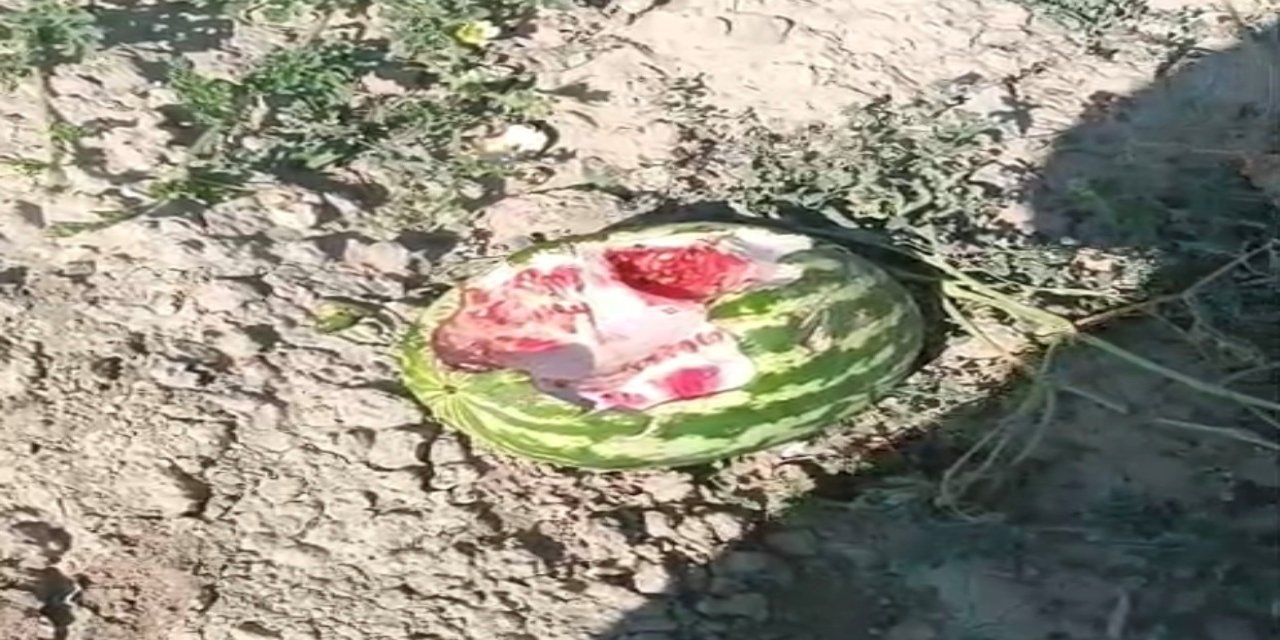 Yaban Domuzları Karpuz Tarlalarını Talan Etti: Çiftçiler Büyük Şok Yaşadı!