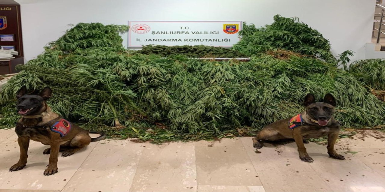 Şanlıurfa'da 11 kilo 200 gram esrar ele geçirildi