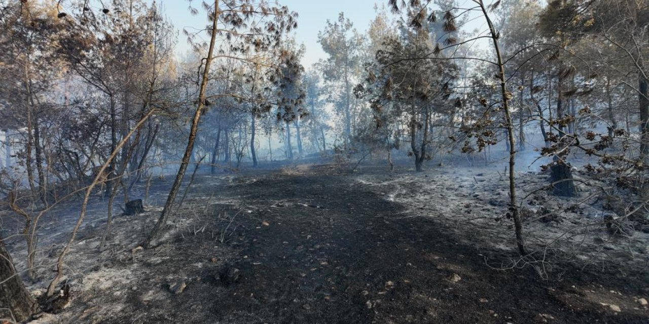 Manisa'daki yangında 5 hektarlık kızılçam ormanı zarar gördü