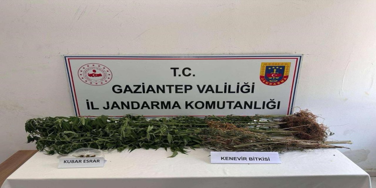 Gaziantep'te 428 kök kenevir ele geçirildi: 5 şahıs tutuklandı