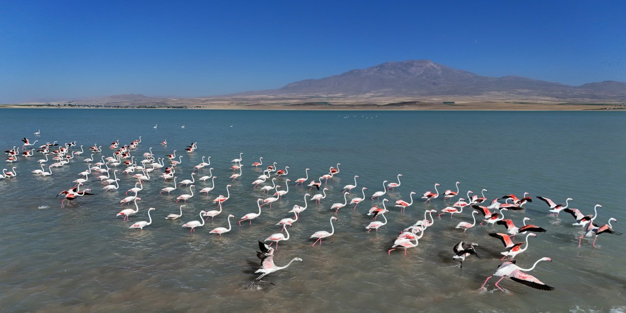 Flamingoların Eşsiz Dansı