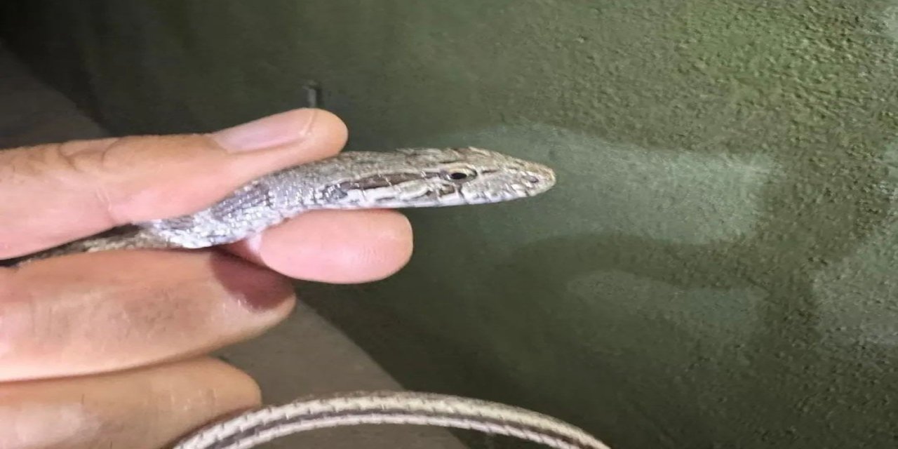 Eve Giren Yılan Ekipler Tarafından Çıkarıldı