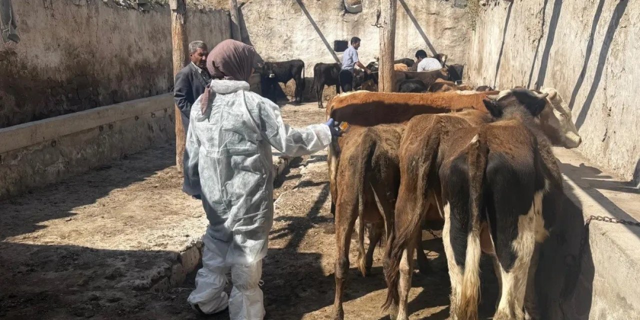 Diyadin'de şap hastalığına karşı aşı çalışmaları devam ediyor