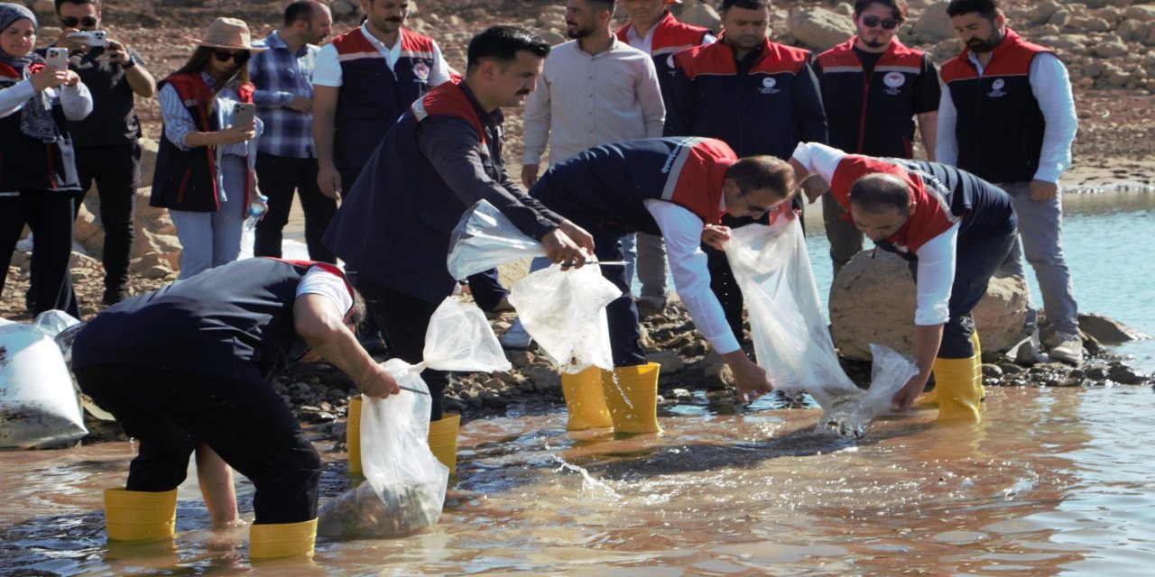 Şırnak’ta Dev Balıklandırma Hamlesi: 900 Bin Sazan Göle Salındı