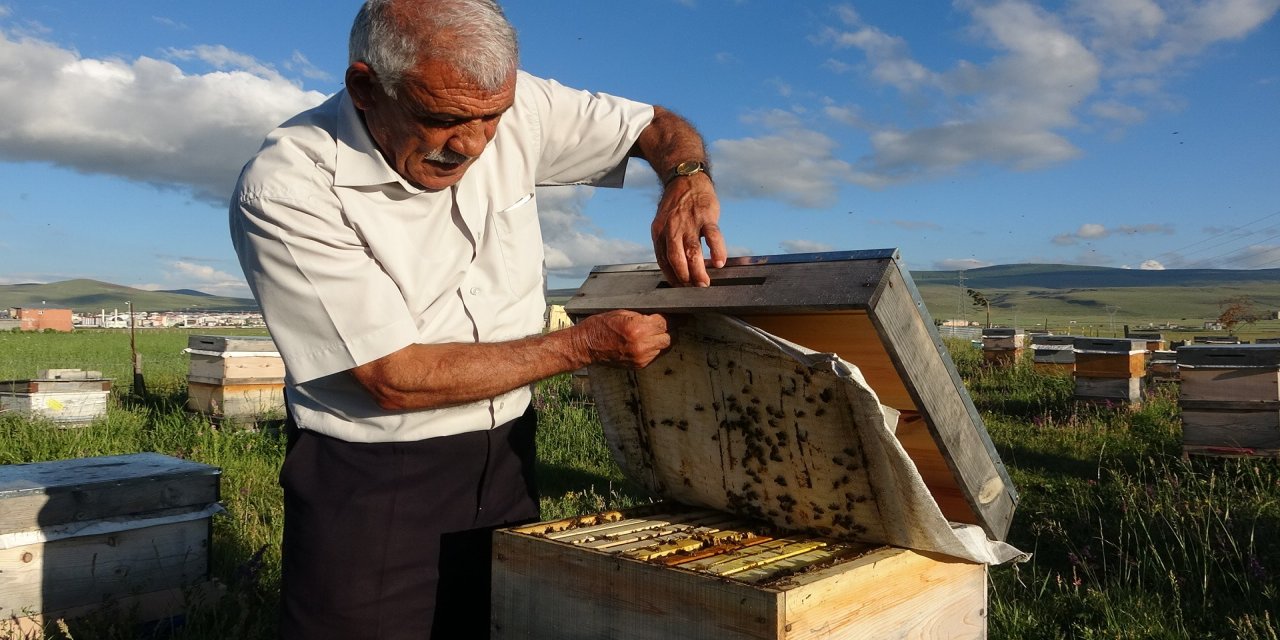 Ardahan balında rekolte rekoru! Üretici beklenenden fazla bal üretti