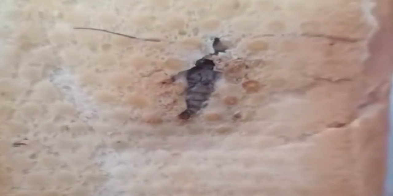 Şırnak’ta şok eden görüntüler: Ekmekten böcek çıktı
