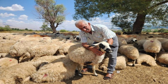 Çoban krizi büyüyor: Bir aylık ücret 130 bin TL'ye çıktı