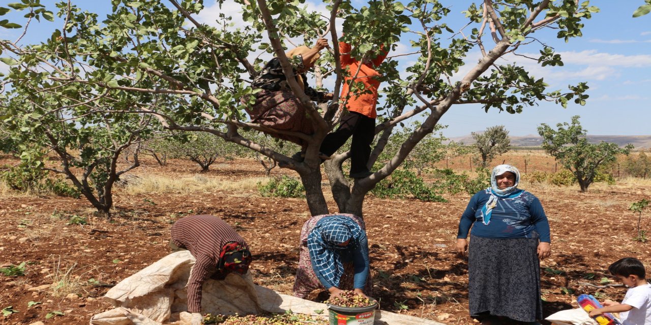 Şırnak'ın O Köyünde Fıstık Sezonu Başladı