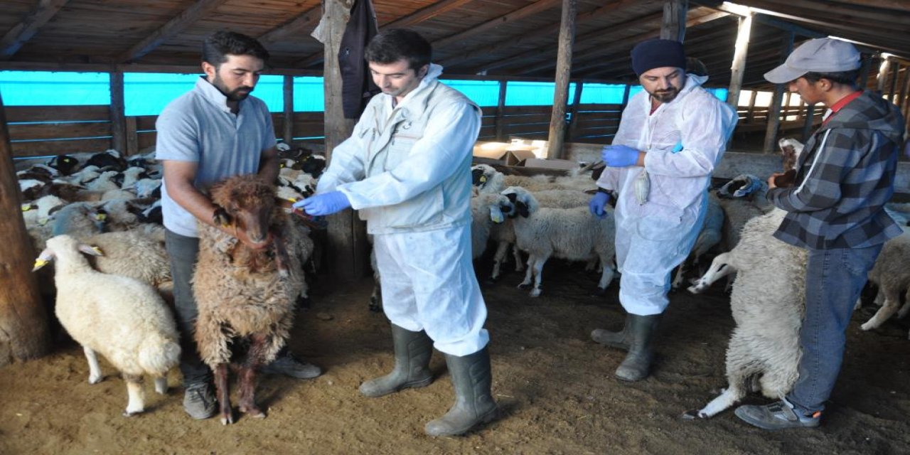 Kars'ta küçükbaş hayvanlara kayıt altına alınıyor