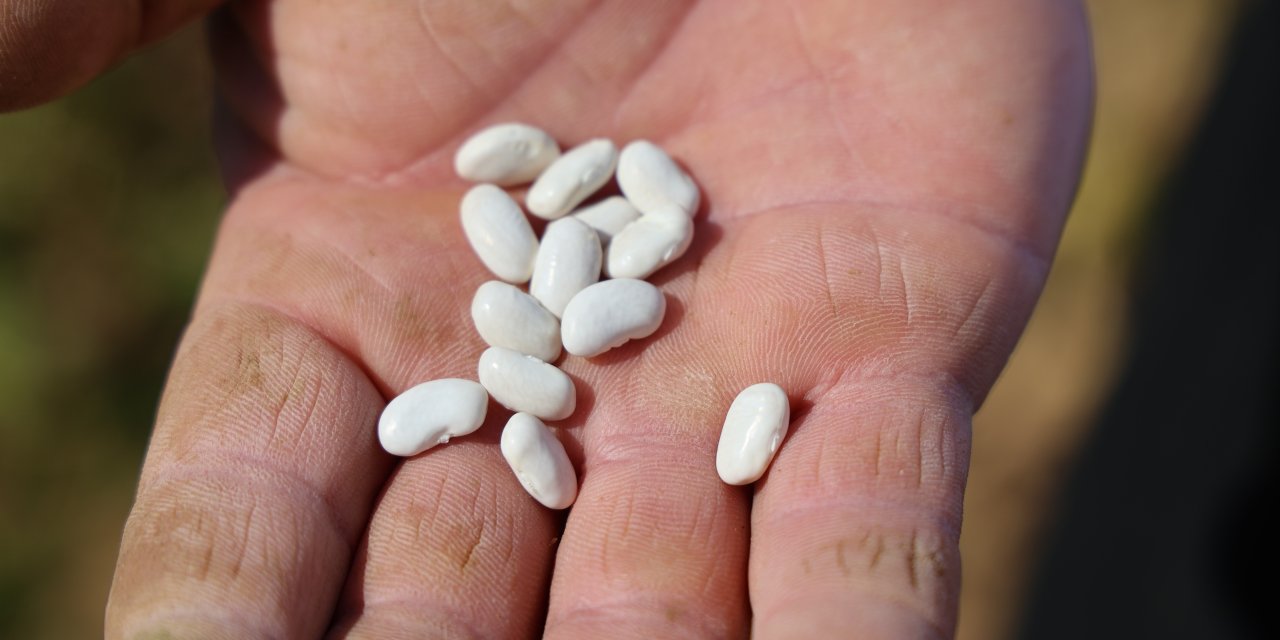 Kar suyuyla sulanan, beyaz fasulyede hasat zamanı