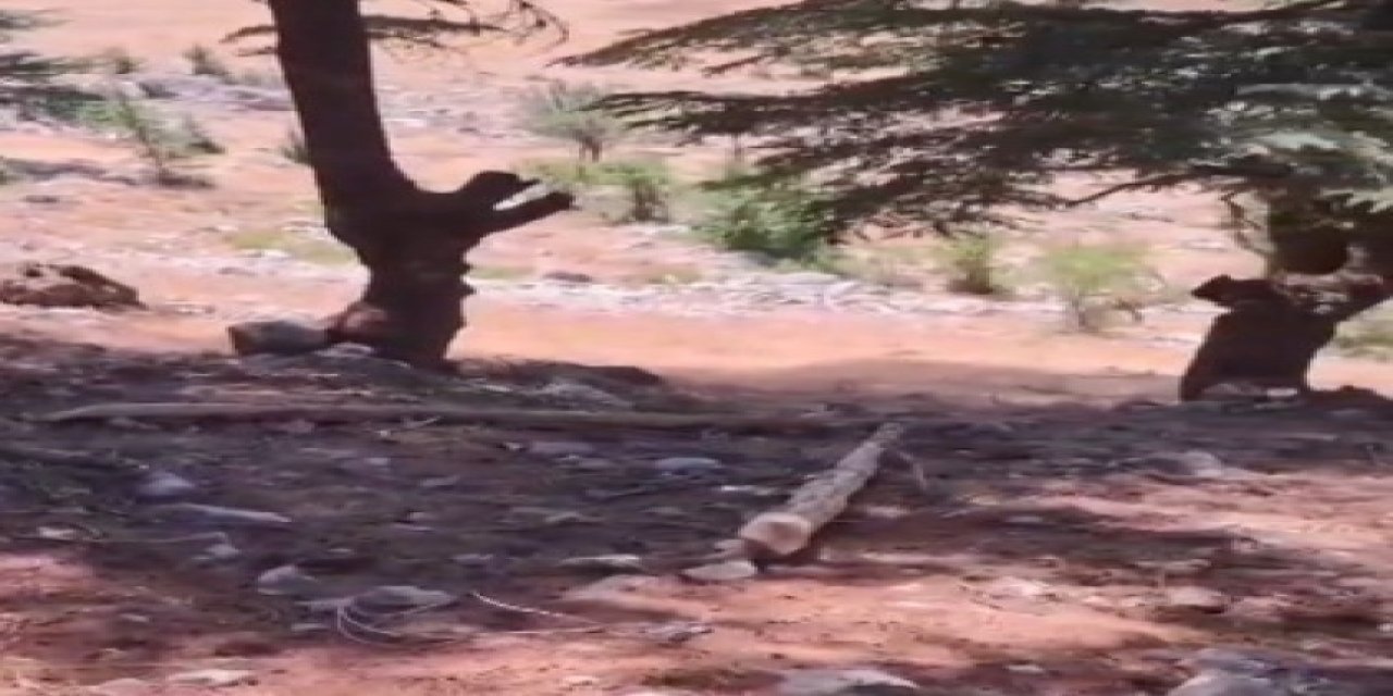 Kahramanmaraş'ta ormanlık alanda ağaç kesen 2 kişi yakalandı