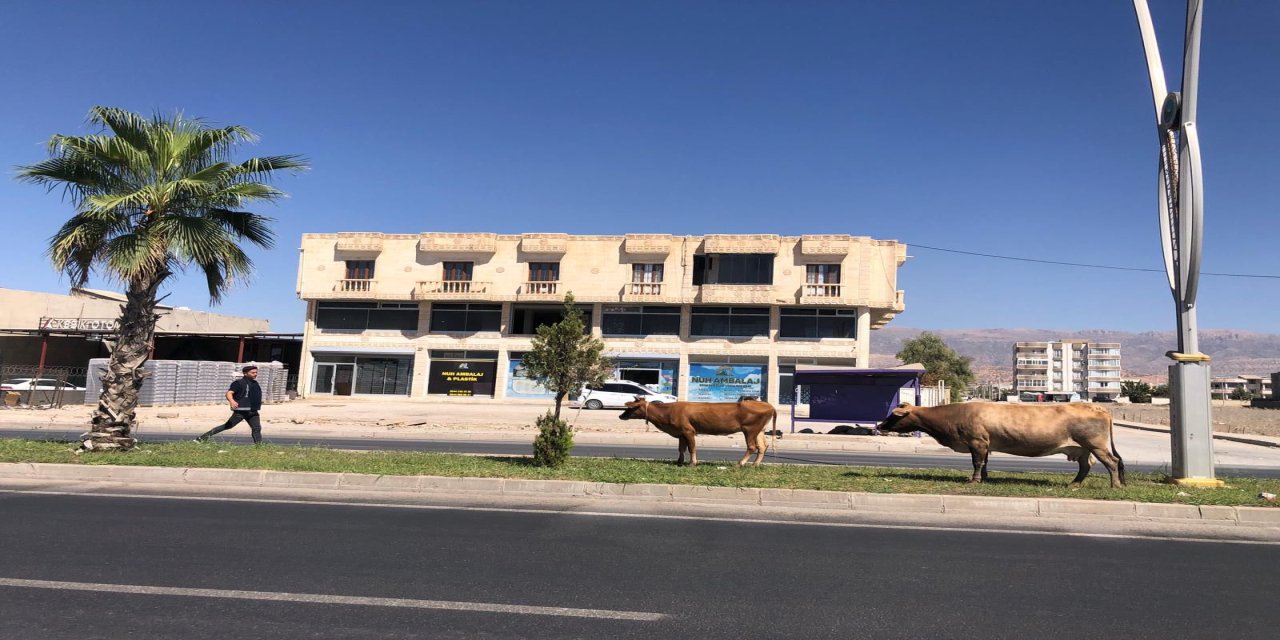 Silopi’de Başıboş Hayvanlara Müdahale
