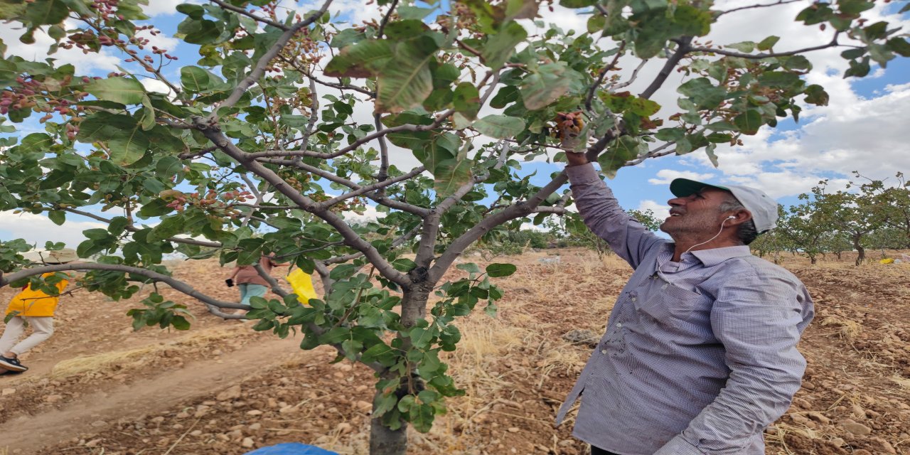 Siirt Fıstığında Kuraklık Alarmı