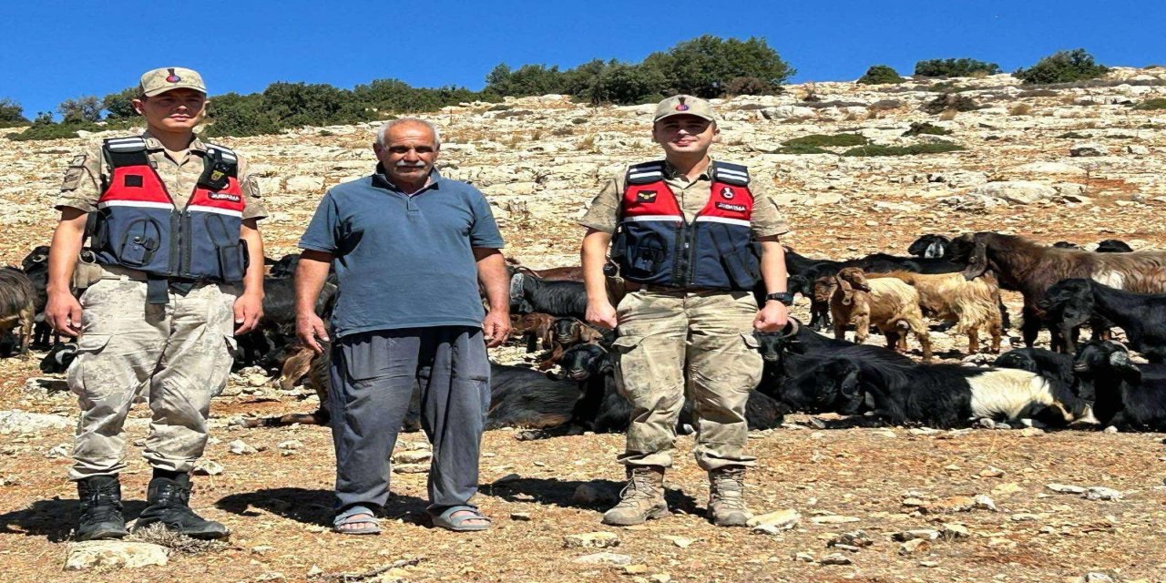 Kilis’te Jandarmadan Kaybolan Hayvanlar İçin Operasyon