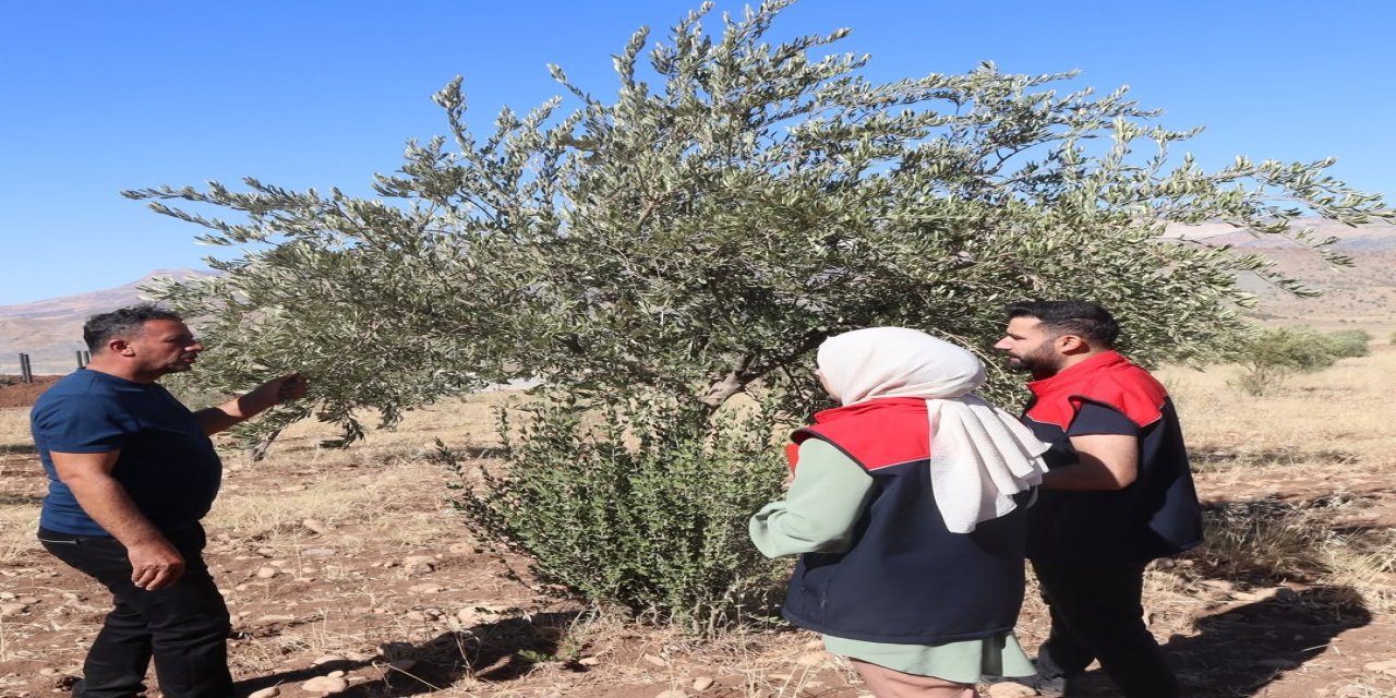 Şırnak’ta zeytin rekoltesi için ilk veriler toplandı