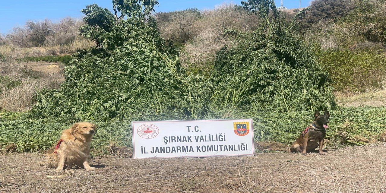 Şırnak’ta 1,5 Milyar TL’lik uyuşturucu darbesi: 5 gözaltı