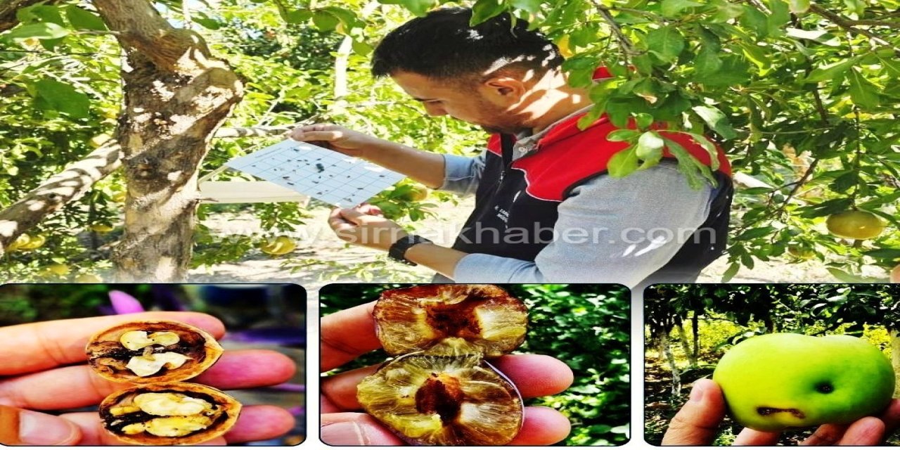 Şırnak’ta Meyve Bahçelerinde Zararlı Tespiti Yapıldı