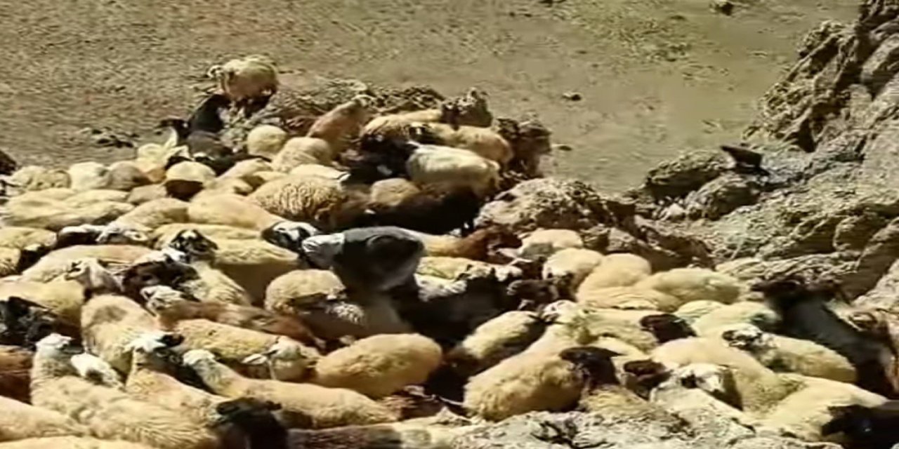 Korkunç Saldırı: Kurtlar 80 Koyunu Telef Etti