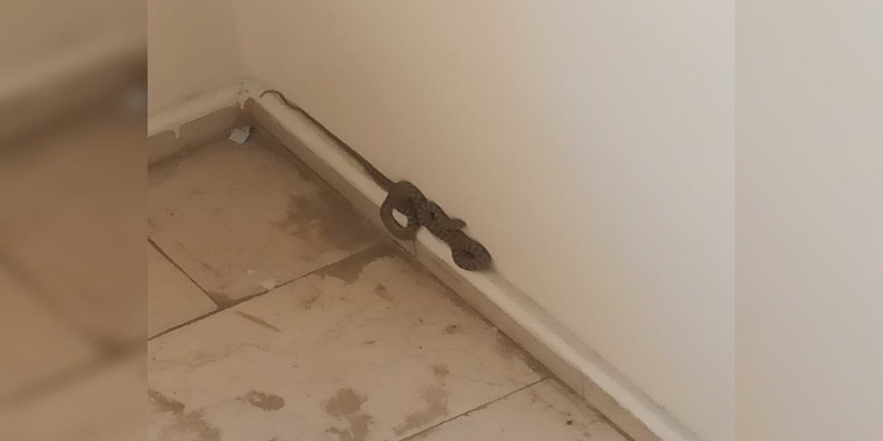 Şırnak'ta 4. Katta Görülen Yılan, Apartman Sakinlerini Tedirgin Etti