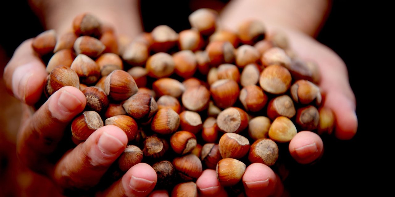 Giresun fındığı zirvede: Kilosu 352 TL’ye ulaştı