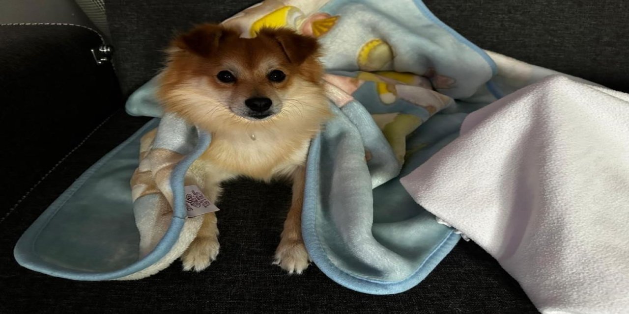 “Pablo"yu bulana 50 bin lira ödül verecekler