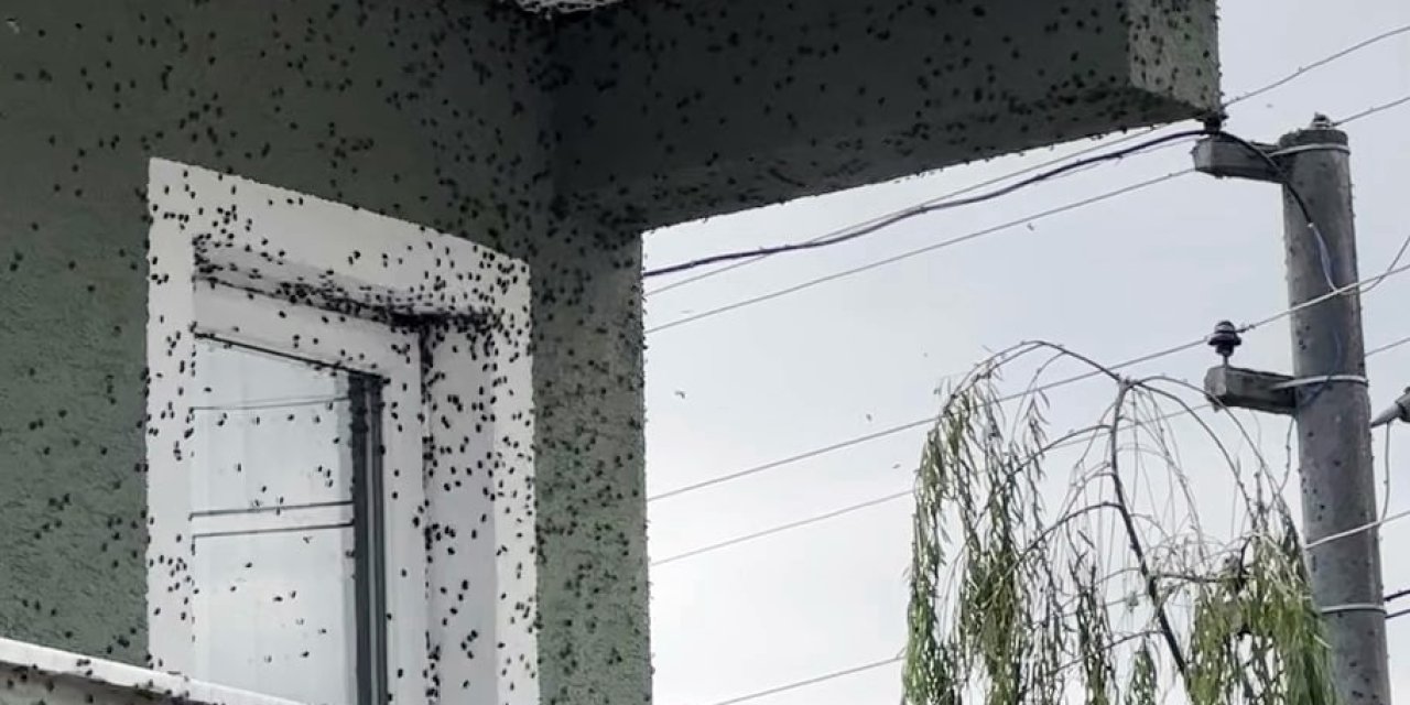 Kahverengi kokarcaların sardığı bina adeta renk değişti