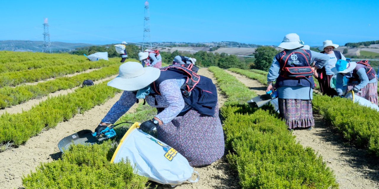 Tıbbi Bitkilerde Yüksek Teknoloji: Kocaeli, İlaç ve Kozmetik Sektörüne Ham Madde Üretiyor