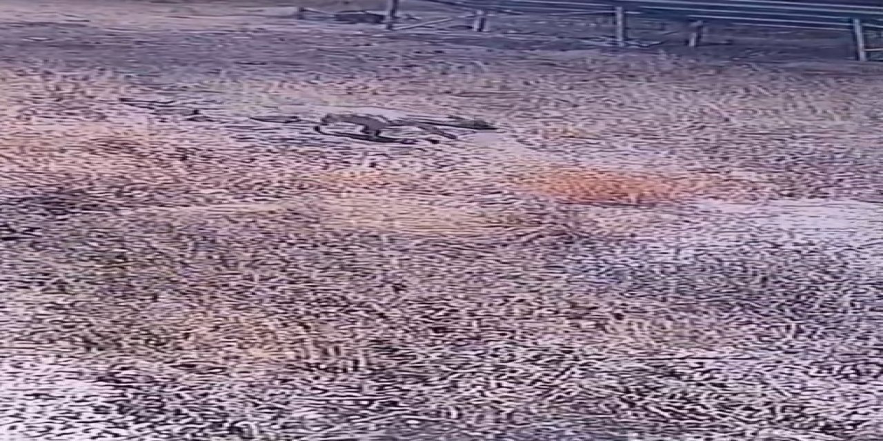 Karaköprü'de Güvenlik Kamerasına Çizgili Sırtlan Takıldı