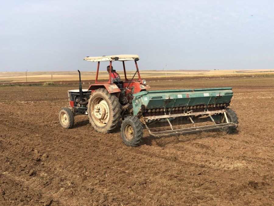 MARDİN OVASINDA BUĞDAY EKİMİ BAŞLADI