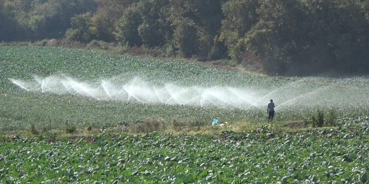 Bafra Ovası’nda 100 bin dekarlık alanda kışlık sebze ekimi başladı