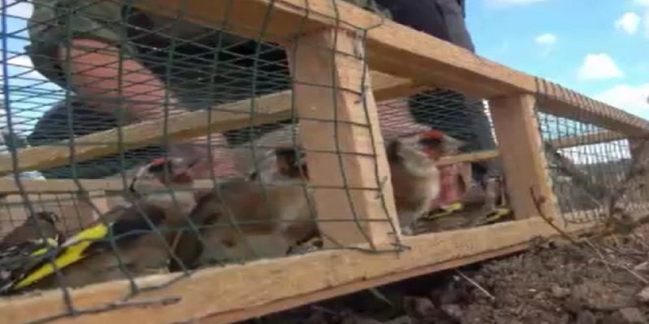 Kuş kaçakçıları suçüstü yakalandı: 247 saka kuşu kurtarıldı