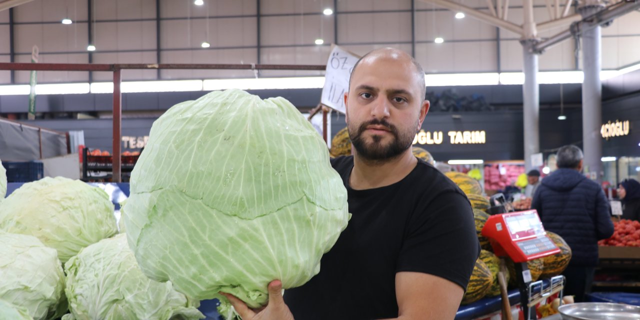 İklim değişikliği dev lahanaları vurdu, çiftçiler büyük hayal kırıklığına uğradı