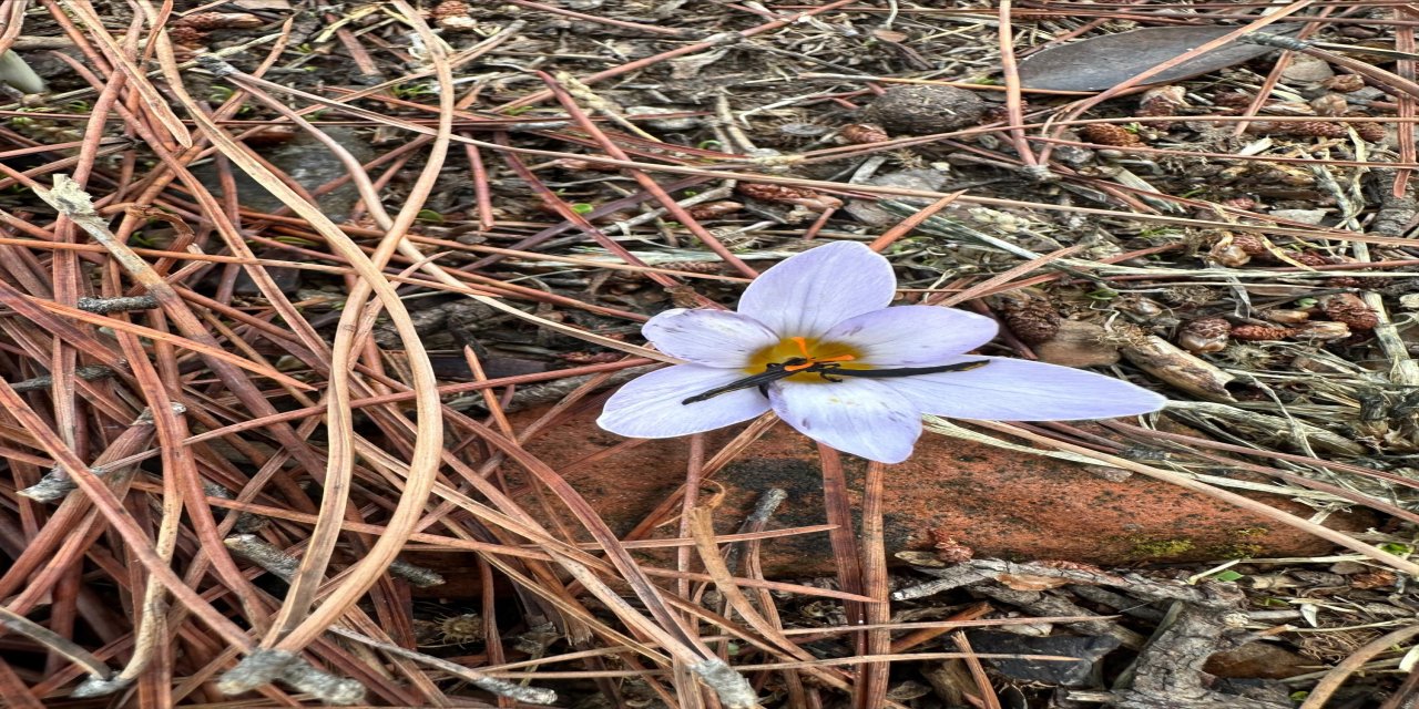 Koparan Yandı! O Çiçeğin Cezası Yarım Milyonu Aştı!