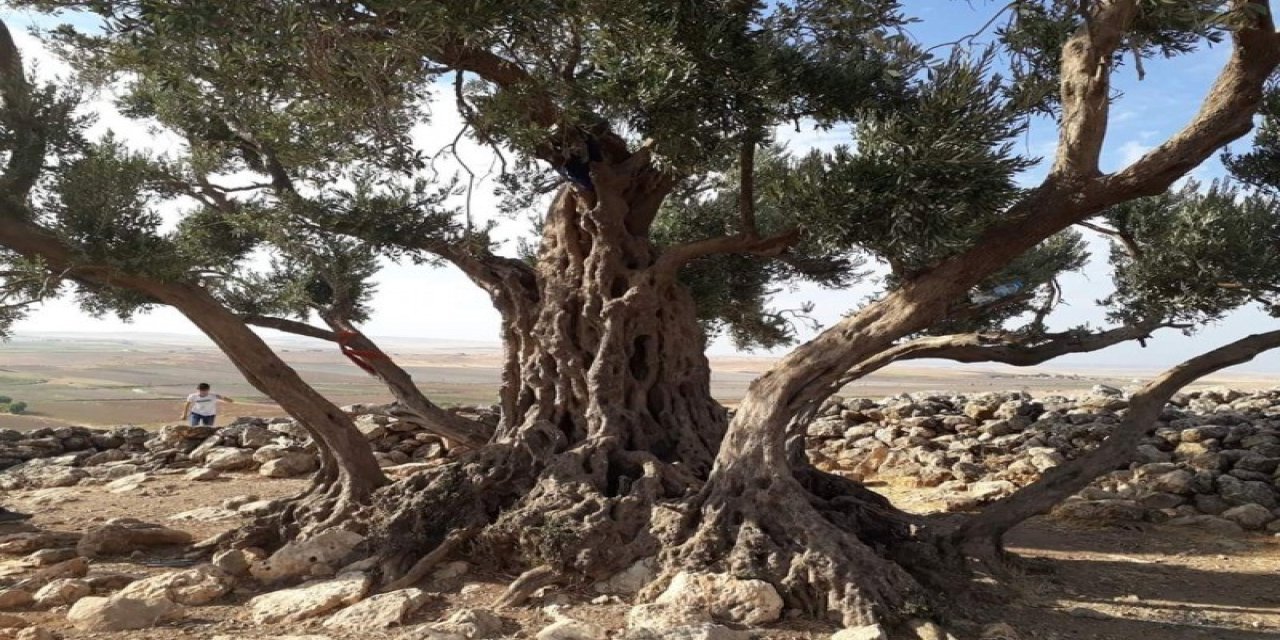 Yüzlerce Yıllık Sır! O Ağaçlar Nuh'un Gemisi'nin Yerini Gösterdi
