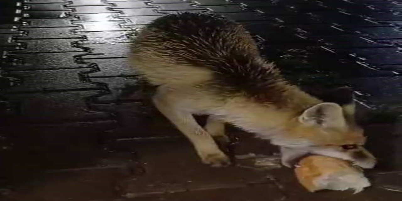 Tır Şoföründen Vicdan Dersi: Aç Tilkiyi Kendi Elleriyle Doyurdu