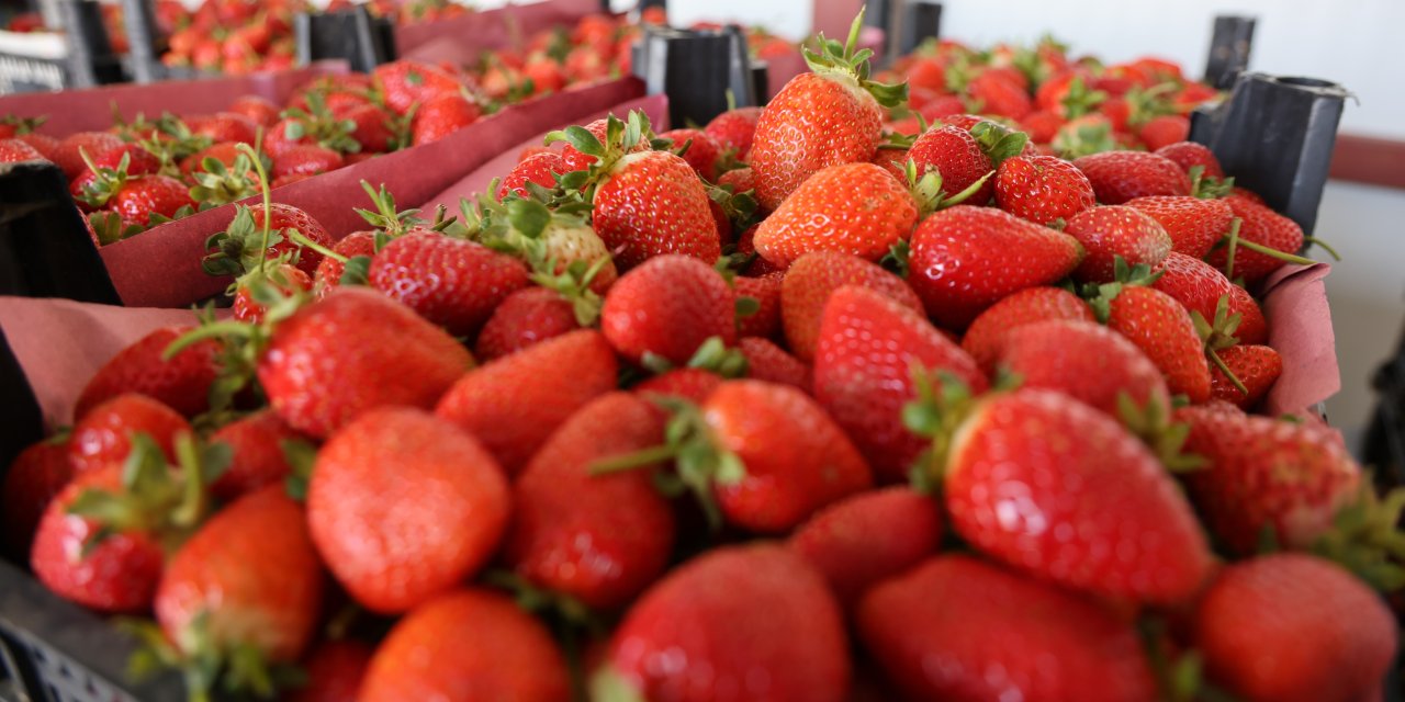 Barbunya üretim merkezi Ovacık yaylaları çileğe döndü