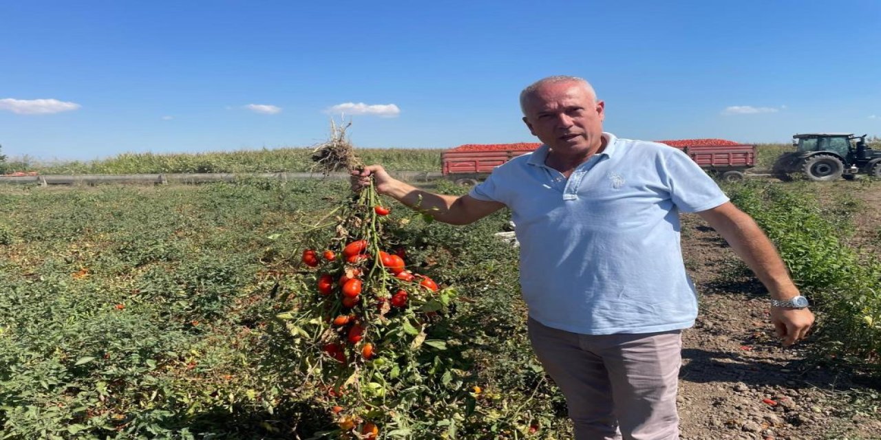 Londra'da kazandıklarıyla memleketine toprak yatırımı yaptı