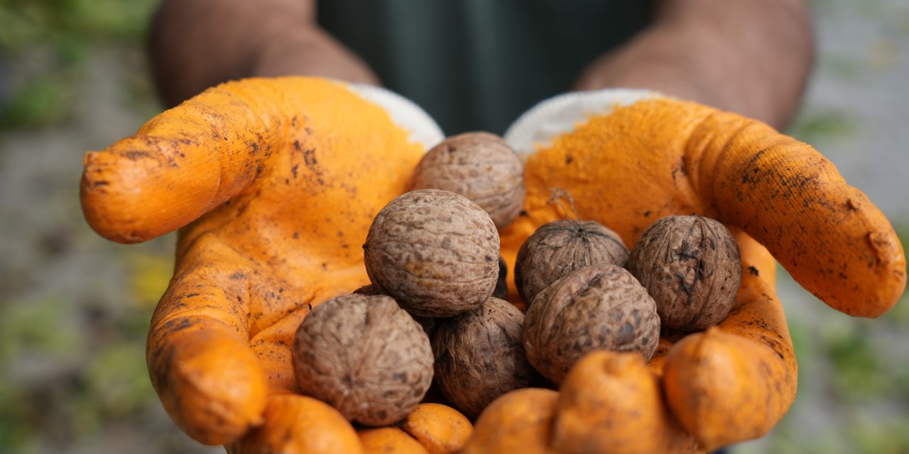İnce kabuklu, dolu içli Erzincan cevizinde hasat zamanı