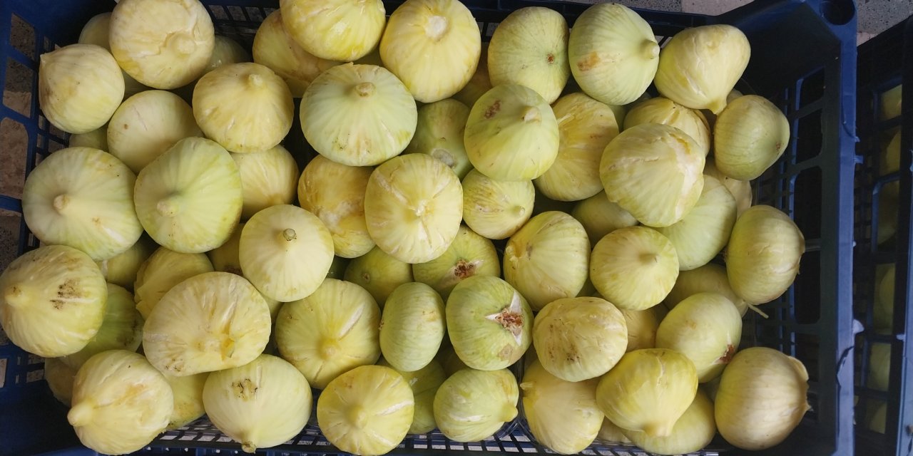 Mersin'de incir sezonu sona erdi, üreticisinin yüzü güldü