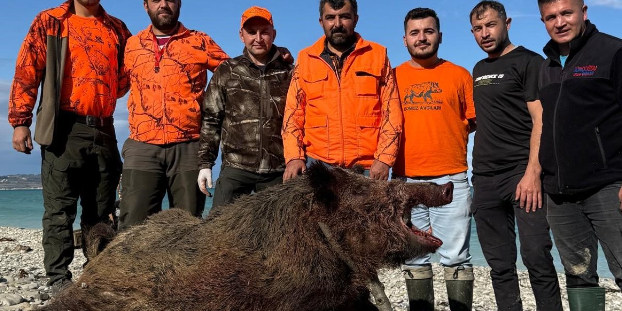 Avcılar 300 kiloluk domuz avladı