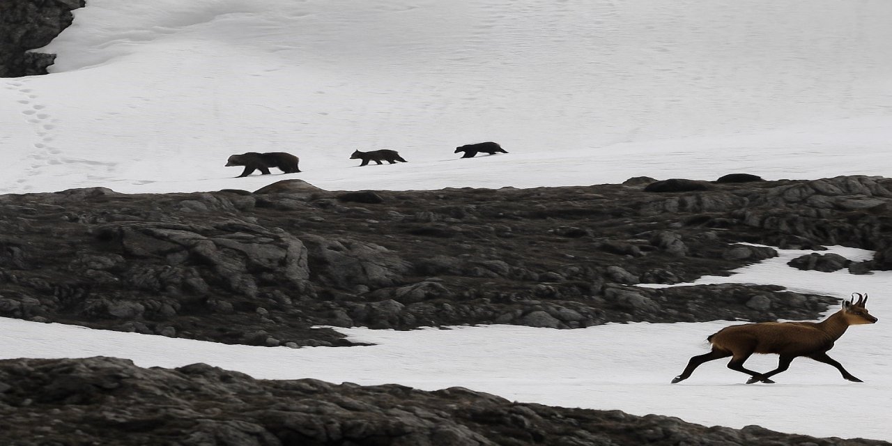 Munzur Dağı'nda Heyecan Veren Anlar: Boz Ayıdan Kaçan Koruma Altındaki Şamualar Görüntülendi