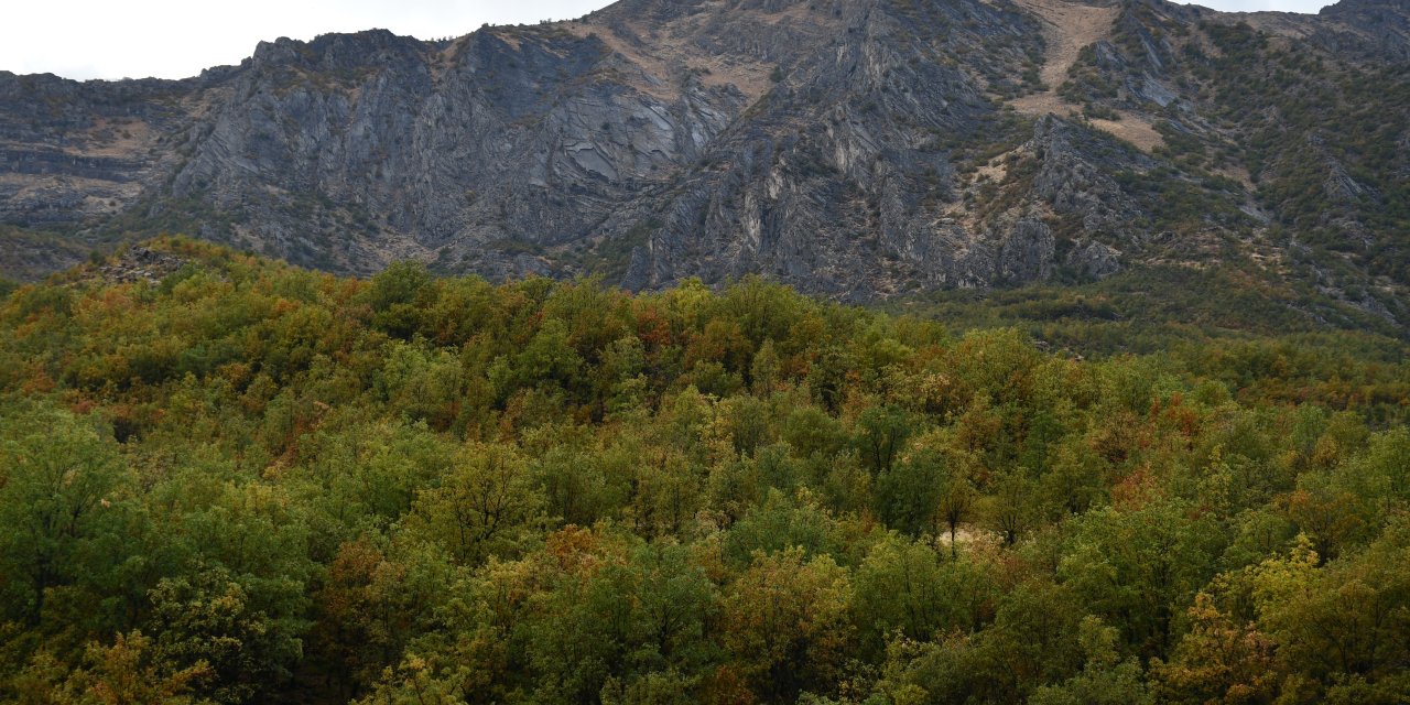 Şırnak'ın meşe ormanları kartpostallık görüntüler oluşturdu