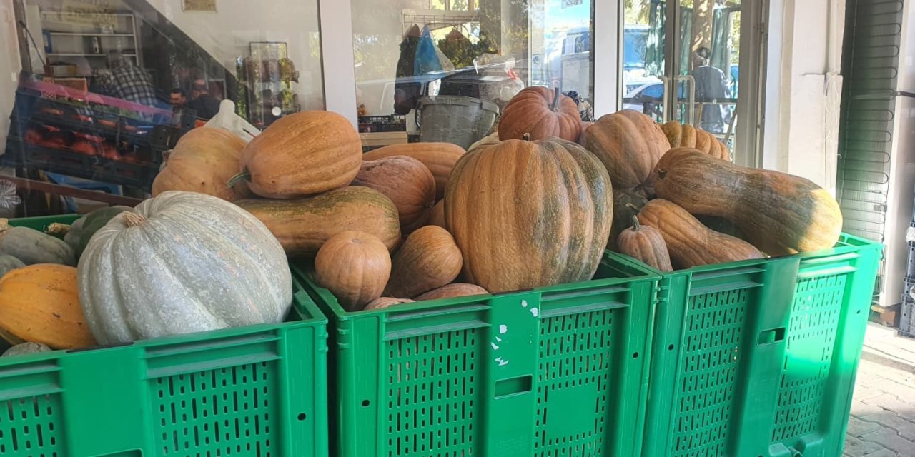 Palu'da ata tohumu kabaklar 35 kiloya ulaştı