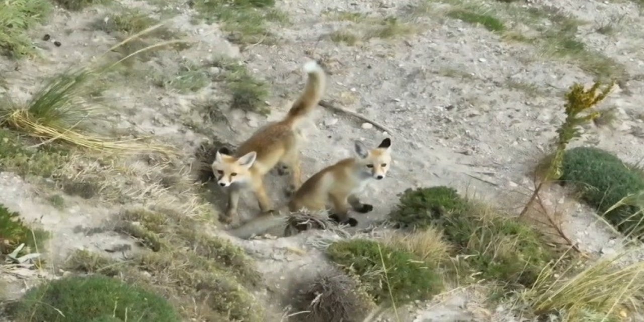 Görüntüleri Rekor Kırdı: Yuvasında Sürpriz Beslenme Şekli Ortaya Çıktı!