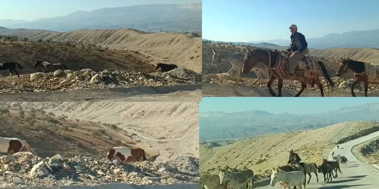 Şırnak’ta Soğuk Vurdu! Göçerler Yaylalardan Şehre İndi
