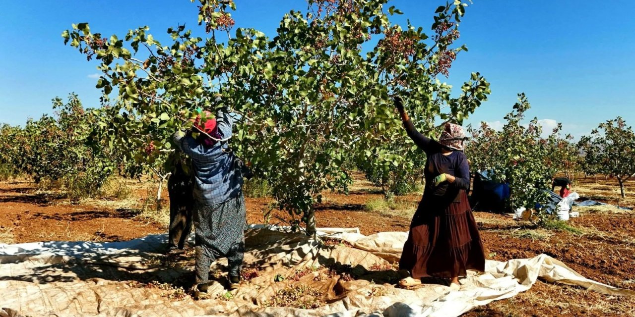 Şırnak'ta Hasadı Yapılan Ürün , Şırnak Ekonomisine büyük Katkı Sağlayacak