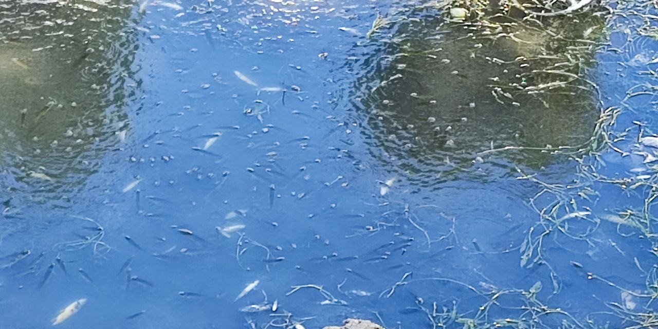 Kuraklık ve kirlilik nedeniyle sulama kanalındaki yüzlerce balık telef oldu