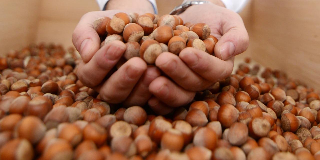 Fındık ihracatında Eylül ayında yüzde 56 düşüş